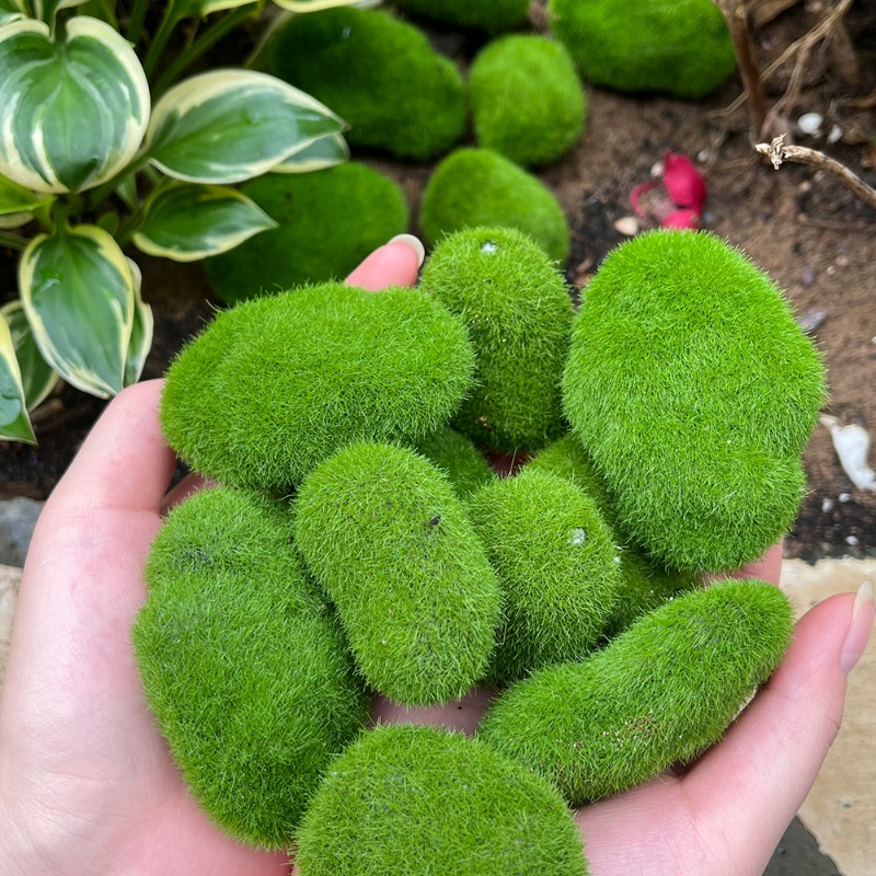 50/5 STUKS Kunstmatige Schuimm - Terrarium Moss Art recensie en prijs
